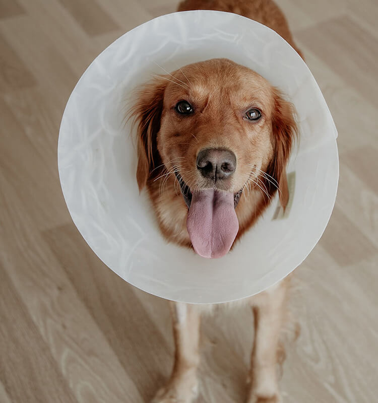 Brown dog wearing a recovery cone after surgery at South Shore Veterinary Hospital