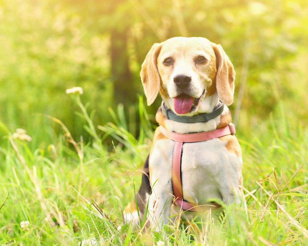 beagle dog in grass