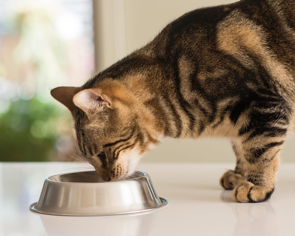 cat eating food