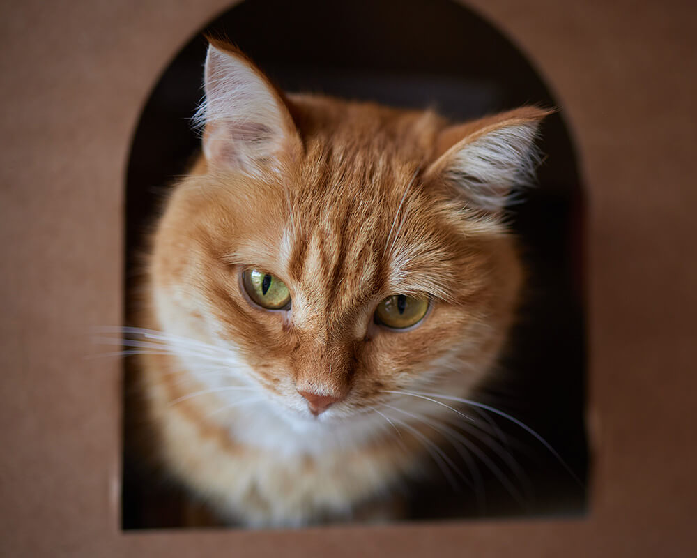 Orange cat portrait for feline veterinary care services at South Shore Veterinary Hospital