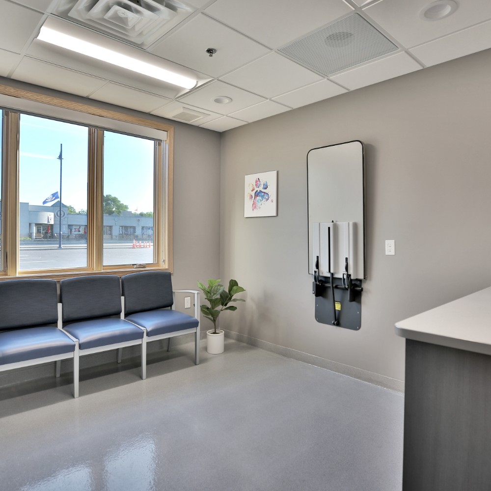 Comfort Room Comfort Room at South Shore Veterinary Hospital