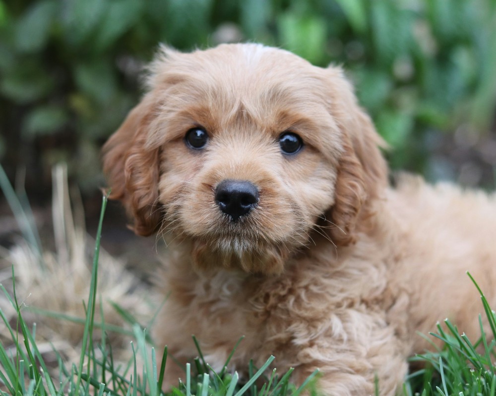 cute puppy looking forward
