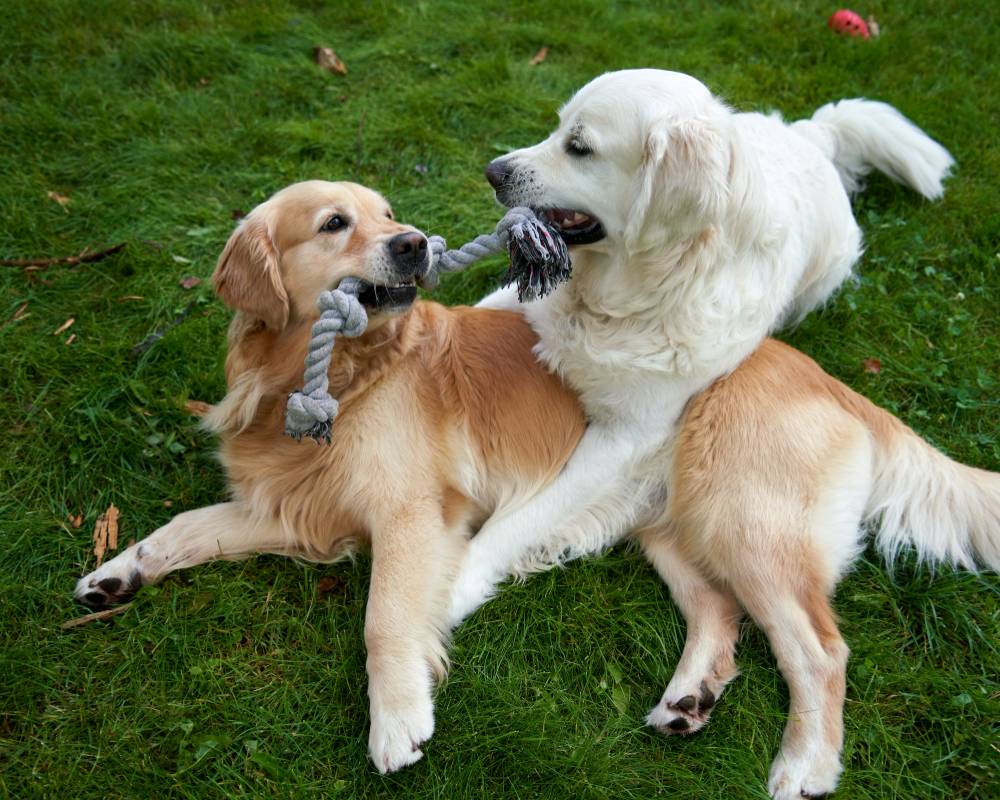 dogs playing tug rope