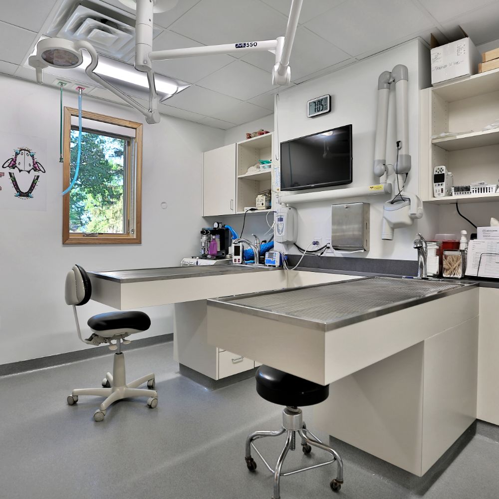 Dentistry Dentistry area at South Shore Veterinary Hospital