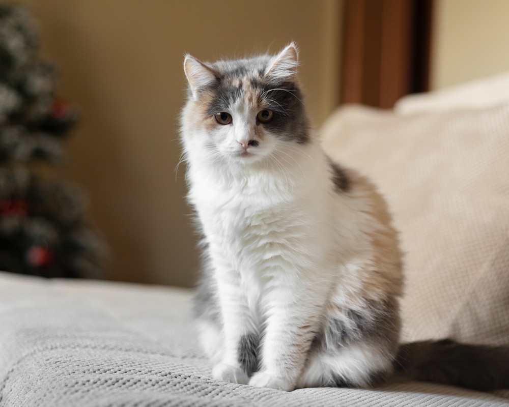 fluffy calico cat sitting indoors