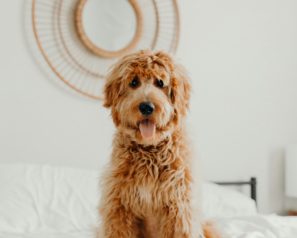 fluffy dog on bed