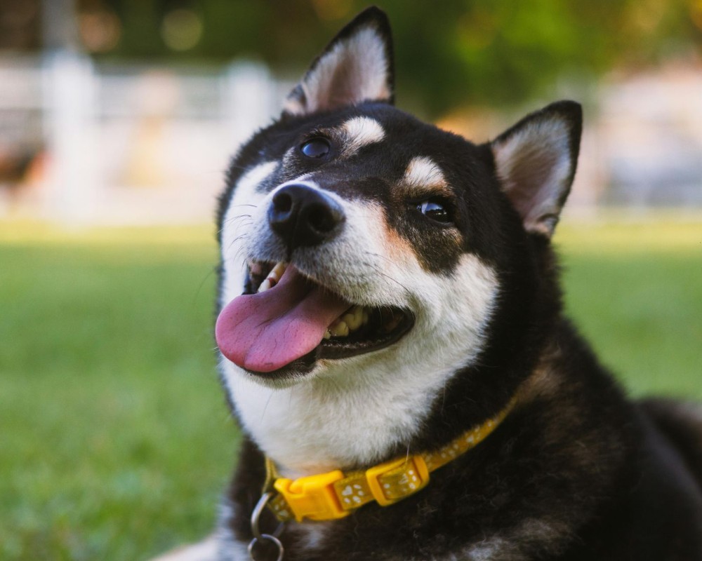 happy black and white dog outside
