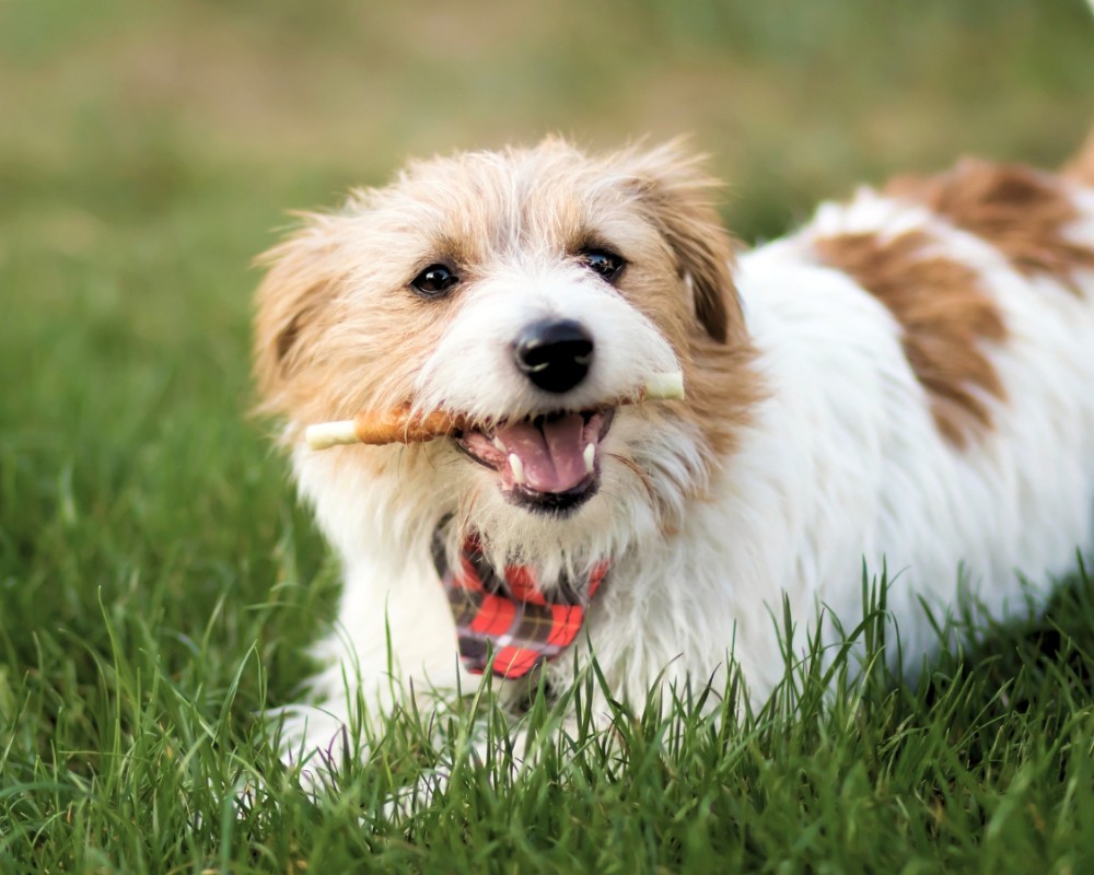 happy dog chew stick