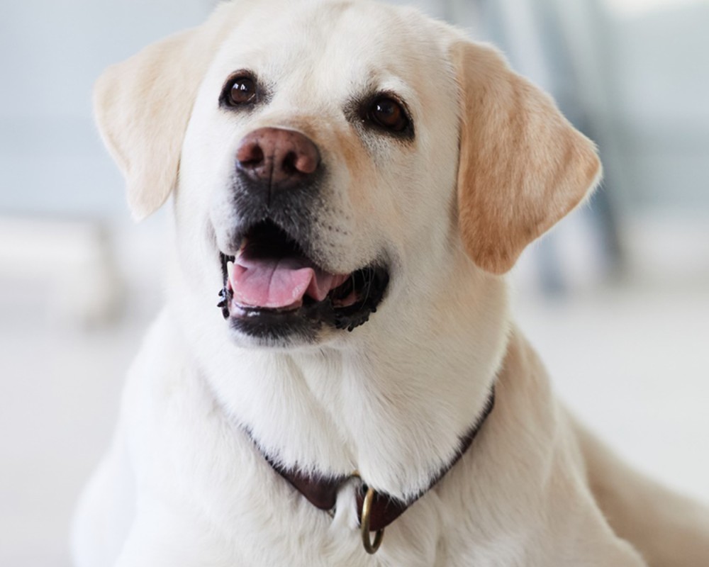 happy golden retriever dog