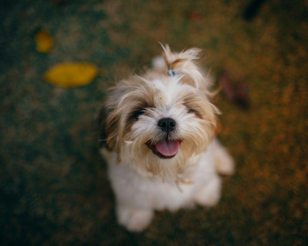 happy shih tzu puppy looking up