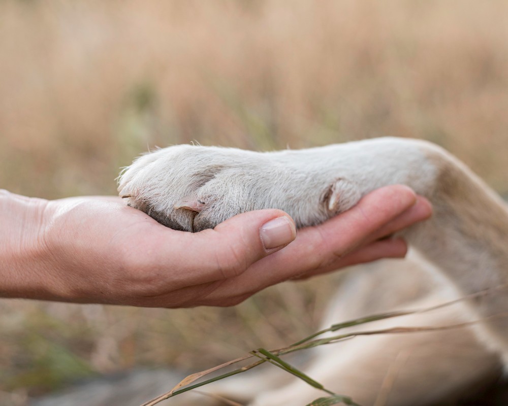 human hand holds dog paw