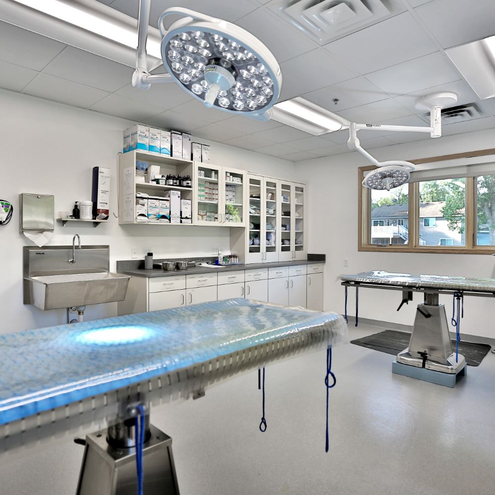 Surgery Surgery suite at South Shore Veterinary Hospital