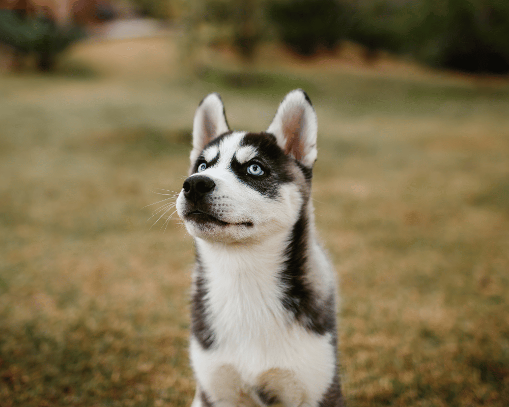 black and white husky sitting outside