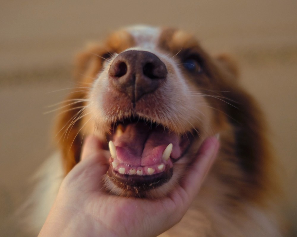 hand petting dogs mouth