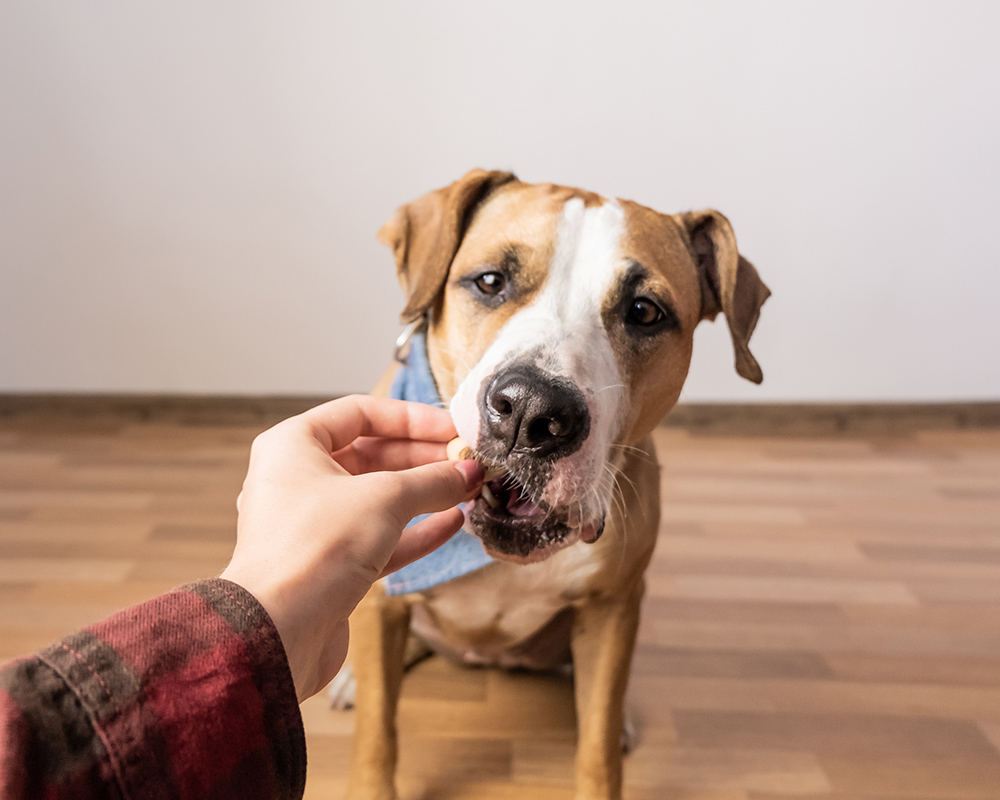 dog taking prescription medication from owner
