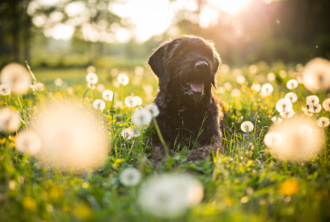 senior black dog during sunset on meadow