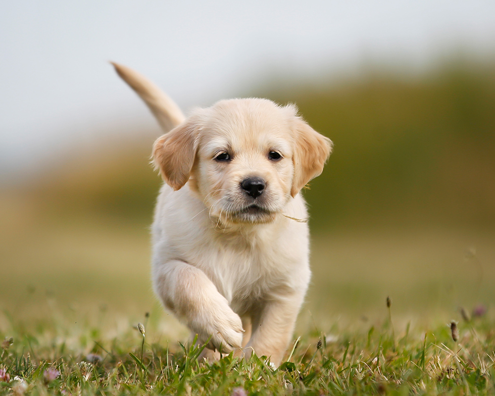 Golden retriever puppy running on green grass